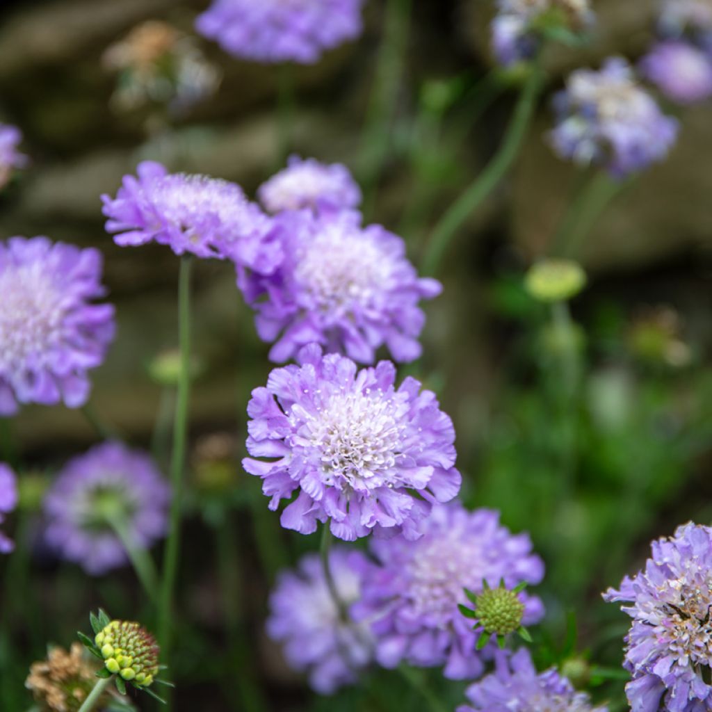 Scabiosa columbaria Butterfly Blue - Escabiosa