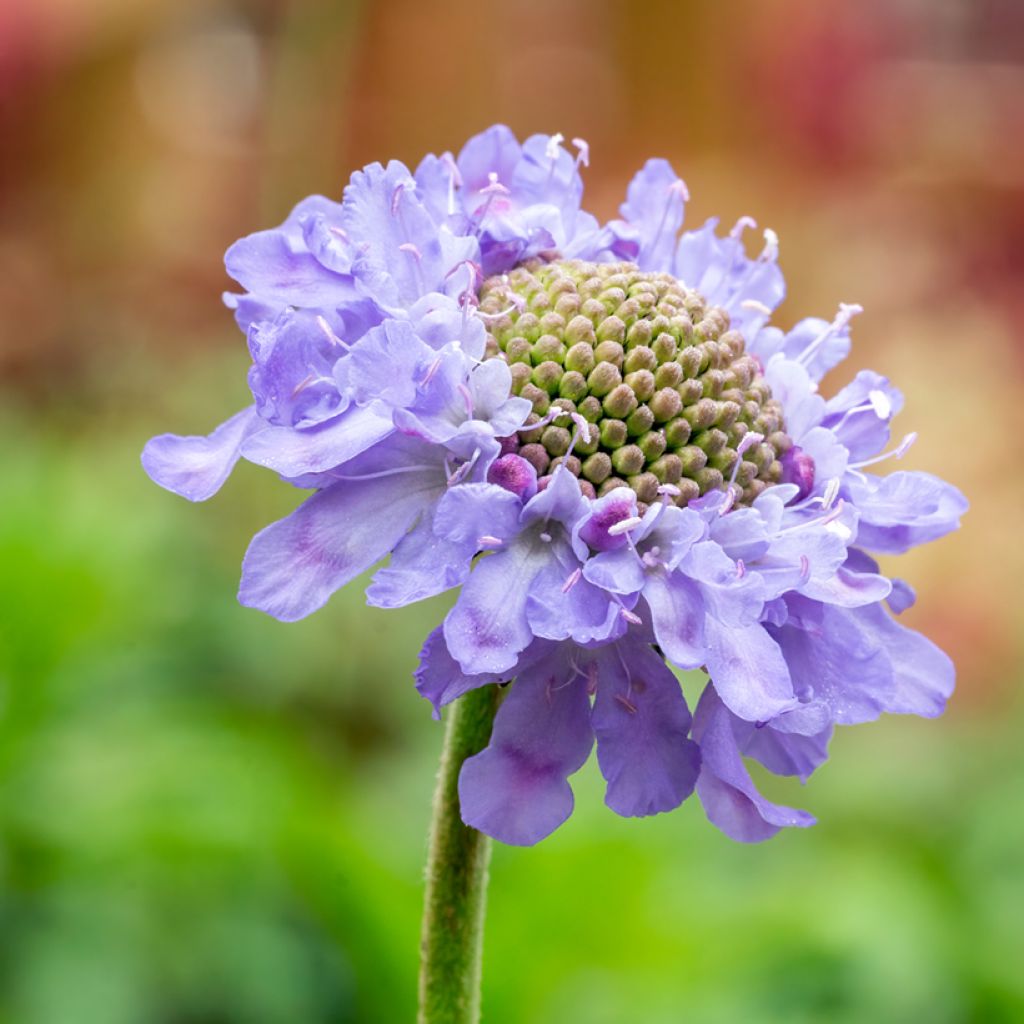 Scabiosa columbaria Butterfly Blue - Escabiosa