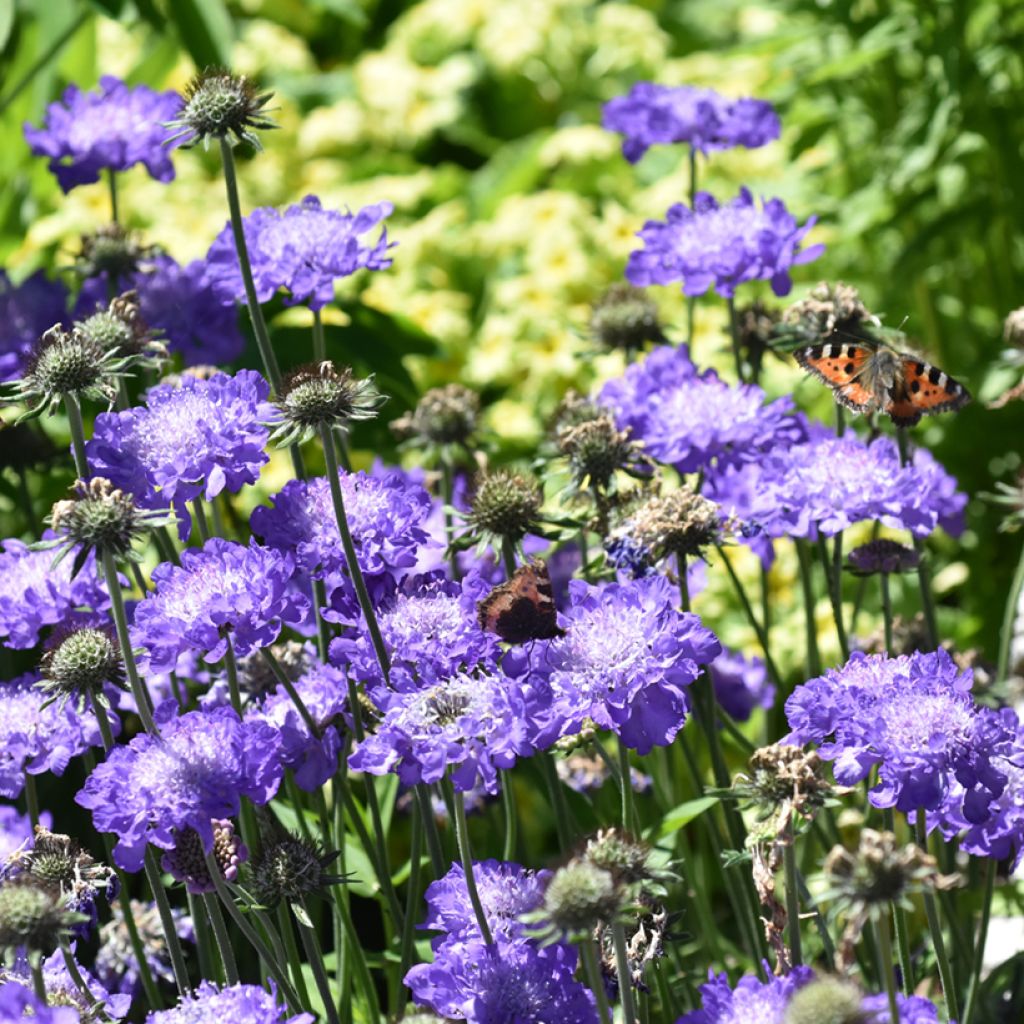 Scabiosa columbaria Butterfly Blue - Escabiosa