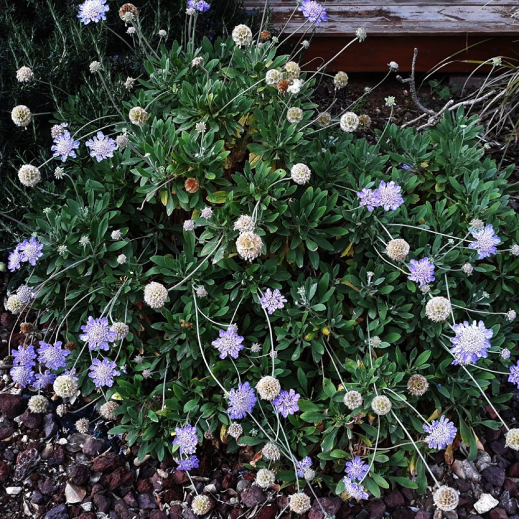 Scabiosa columbaria Butterfly Blue - Escabiosa