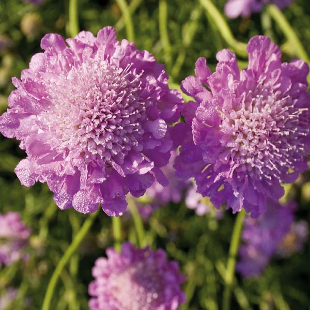 Scabiosa columbaria Pink Mist - Escabiosa