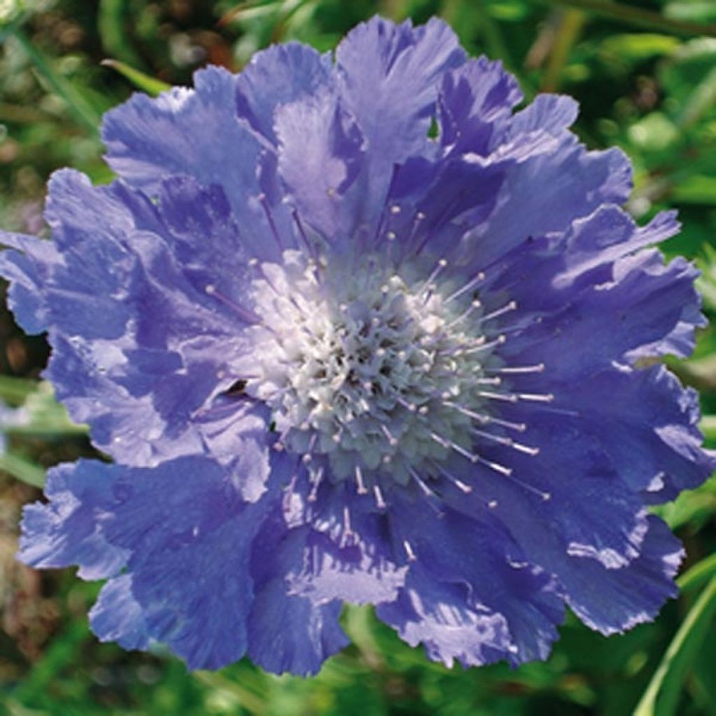 Scabiosa caucasica Perfecta - Escabiosa