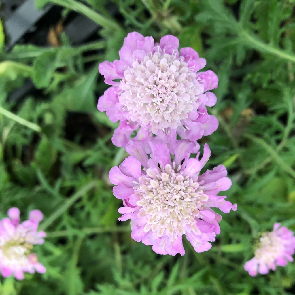 Scabiosa columbaria Pink Mist - Escabiosa