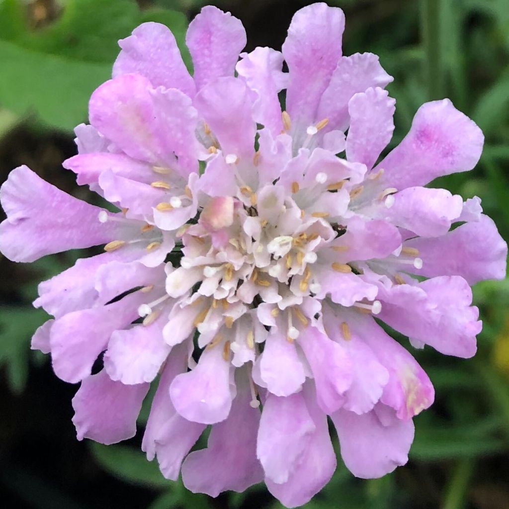 Scabiosa columbaria Pink Mist - Escabiosa