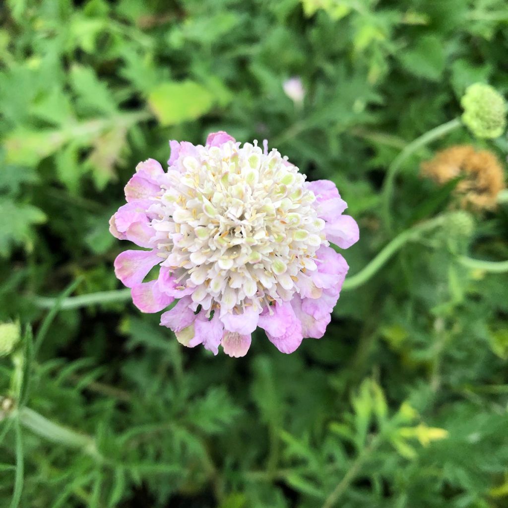 Scabiosa columbaria Pink Mist - Escabiosa