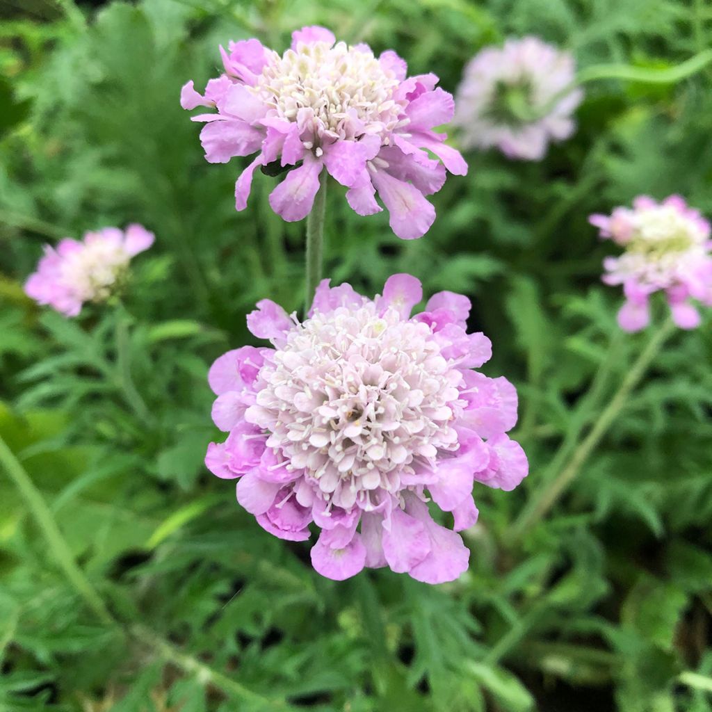 Scabiosa columbaria Pink Mist - Escabiosa