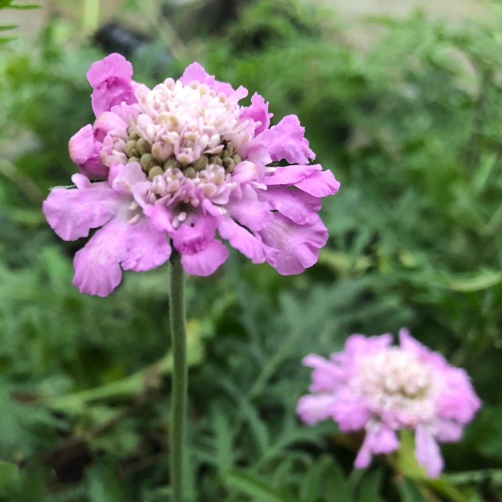 Scabiosa columbaria Pink Mist - Escabiosa