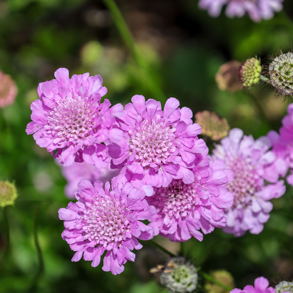 Scabiosa columbaria Pink Mist - Escabiosa