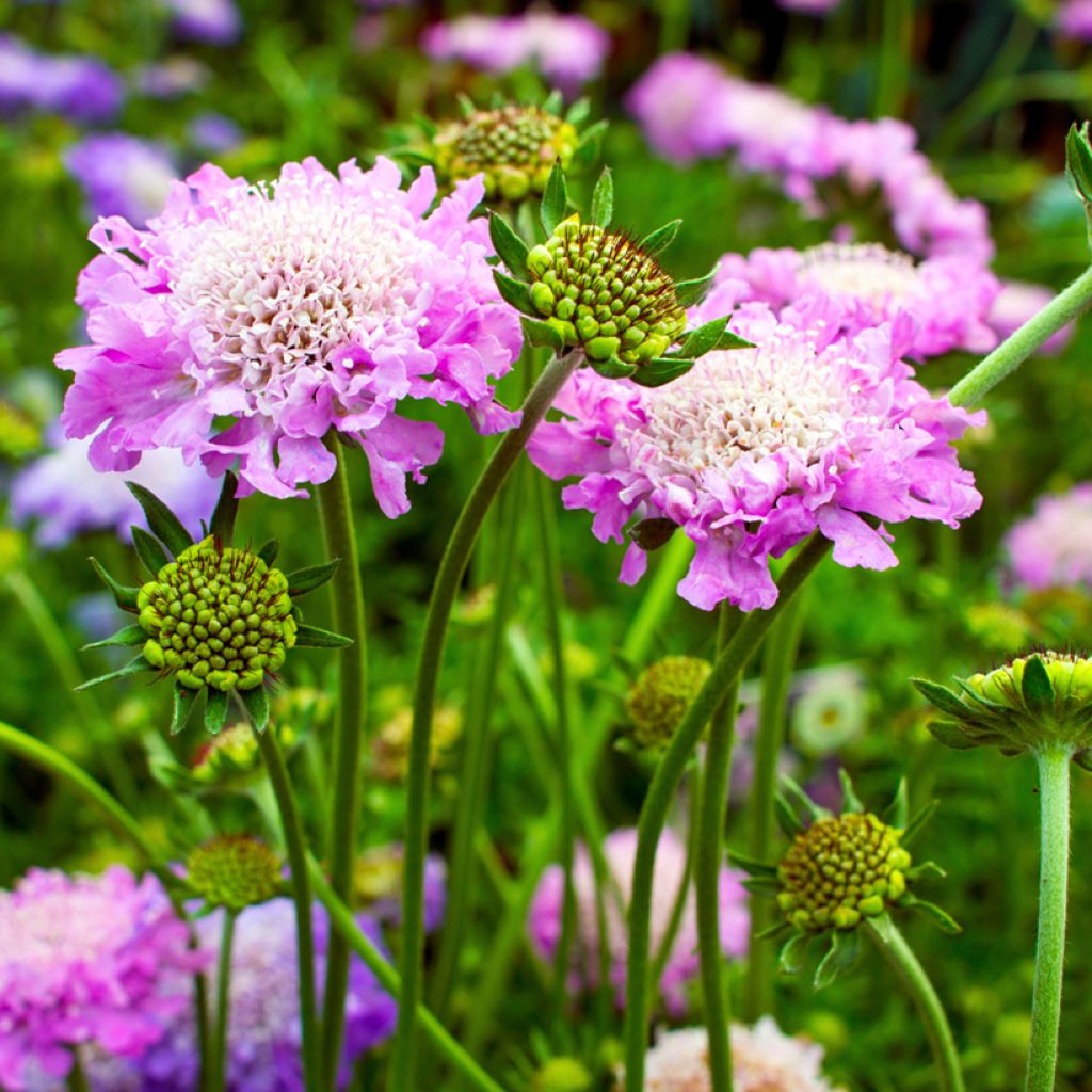 Scabiosa columbaria Pink Mist - Escabiosa