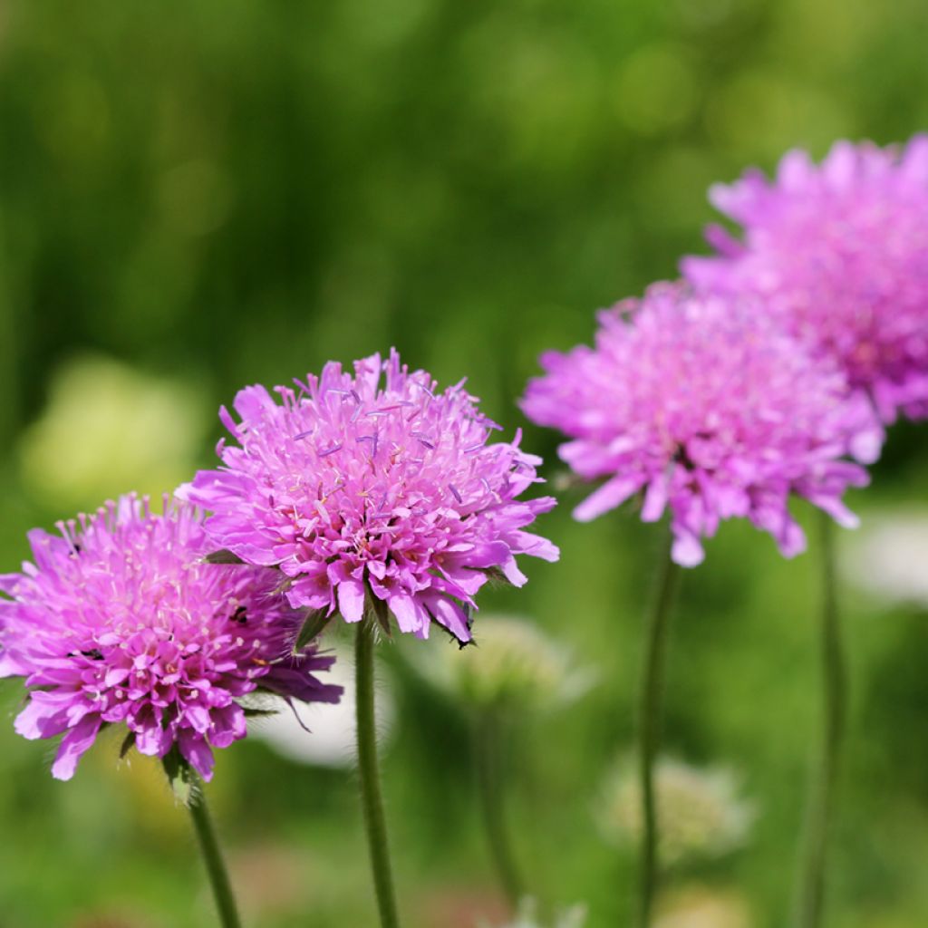 Scabiosa columbaria Pink Mist - Escabiosa