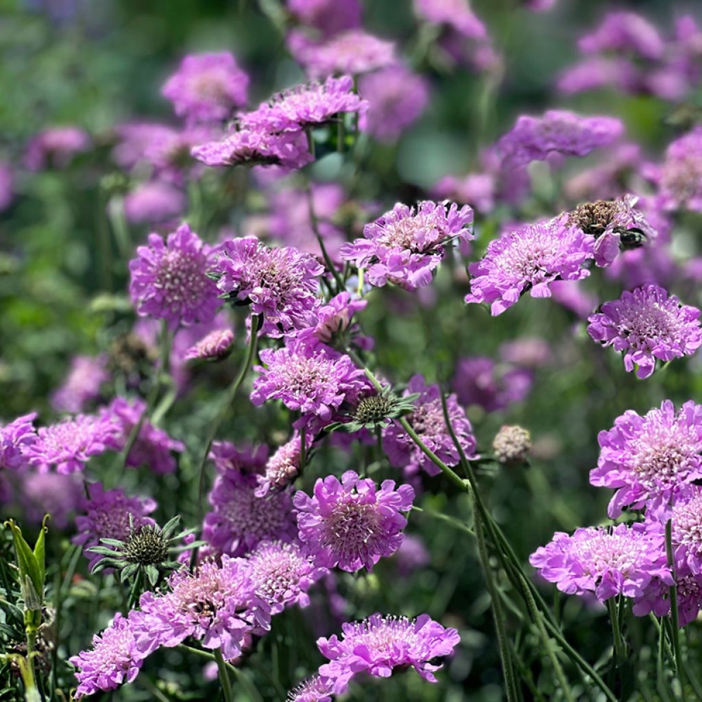 Scabiosa columbaria Pink Mist - Escabiosa