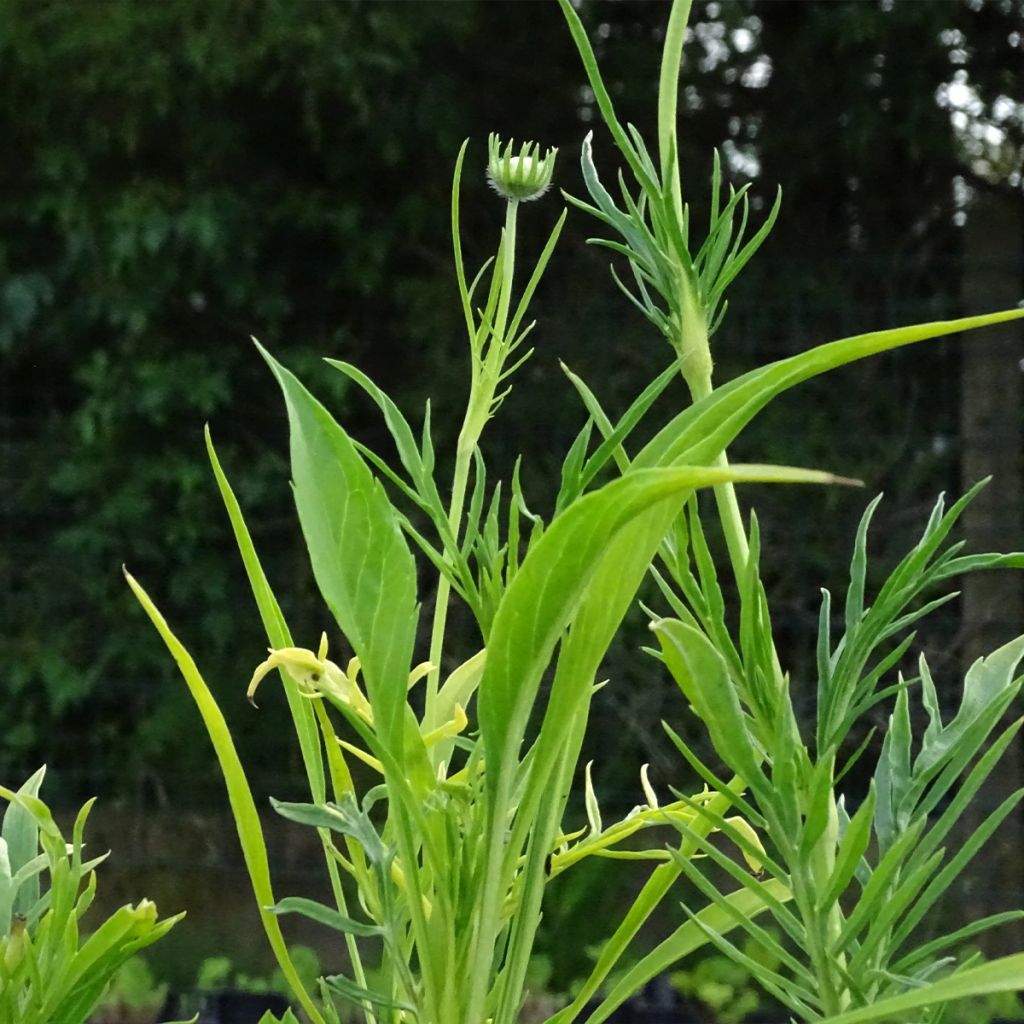 Scabiosa caucasica Alba - Escabiosa