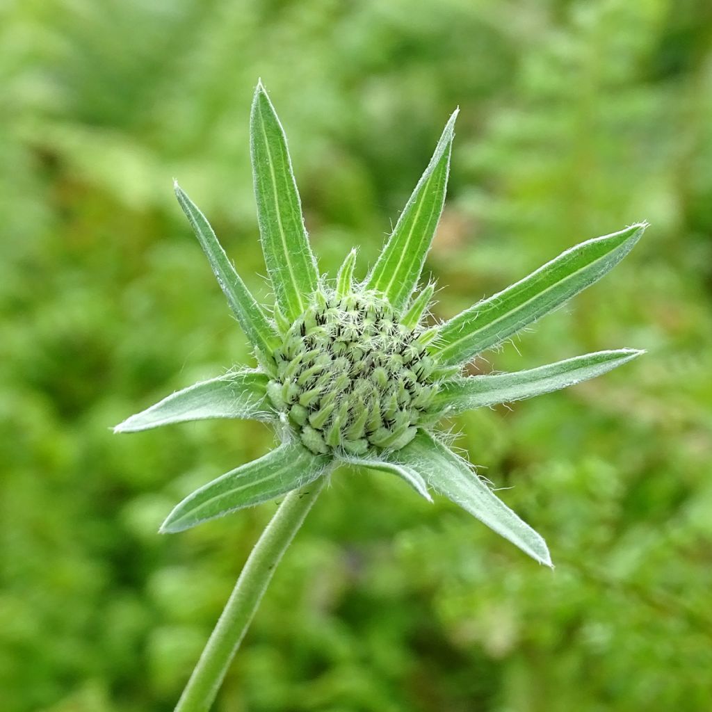 Scabiosa caucasica Alba - Escabiosa