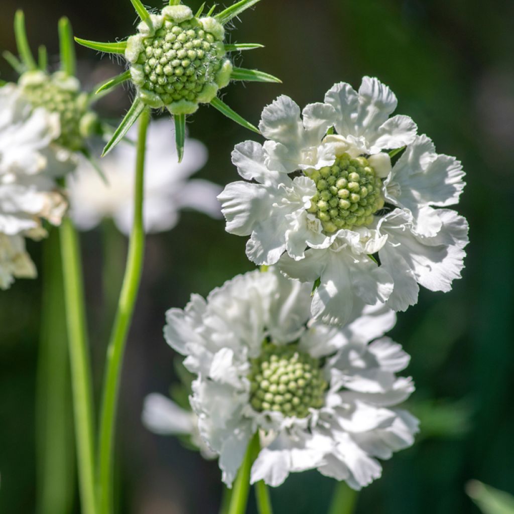 Scabiosa caucasica Alba - Escabiosa