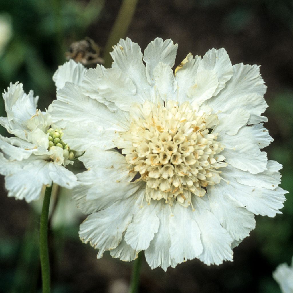 Scabiosa caucasica Alba - Escabiosa