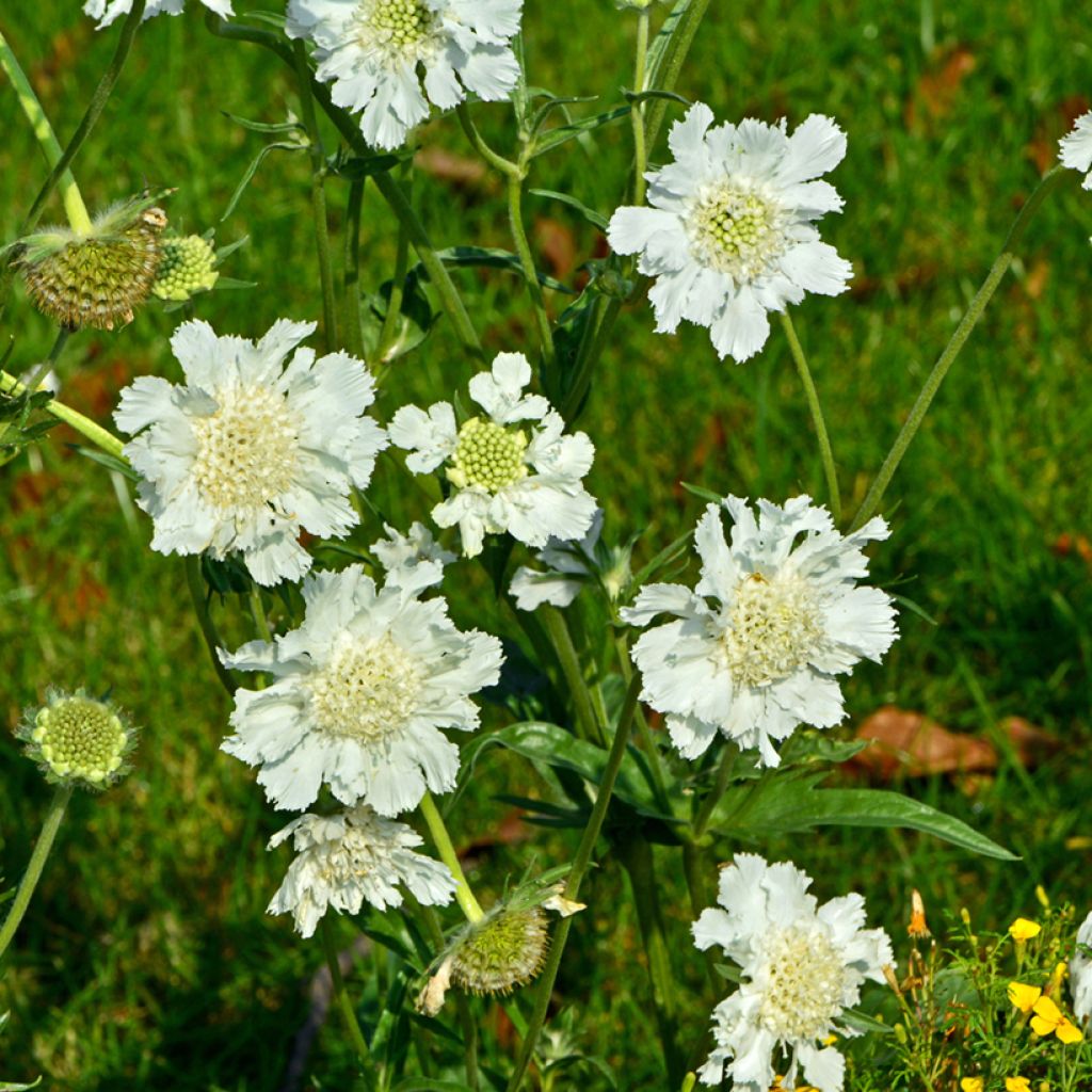 Scabiosa caucasica Alba - Escabiosa