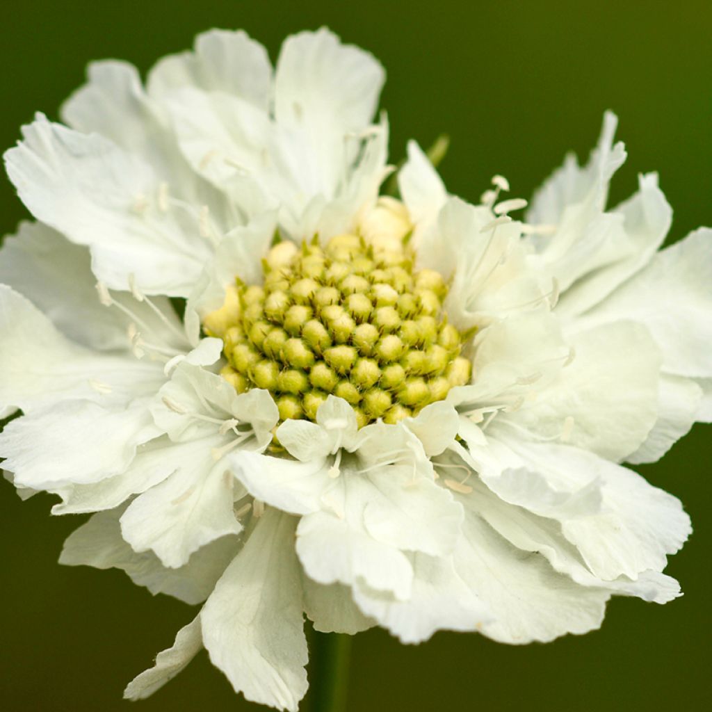 Scabiosa caucasica Alba - Escabiosa