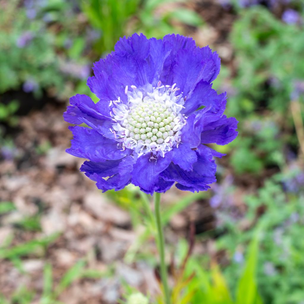 Scabiosa caucasica Fama - Escabiosa