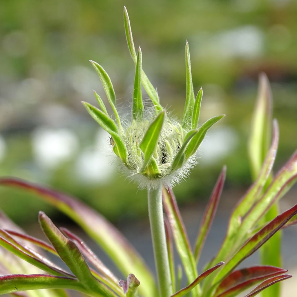 Scabiosa caucasica Perfecta - Escabiosa