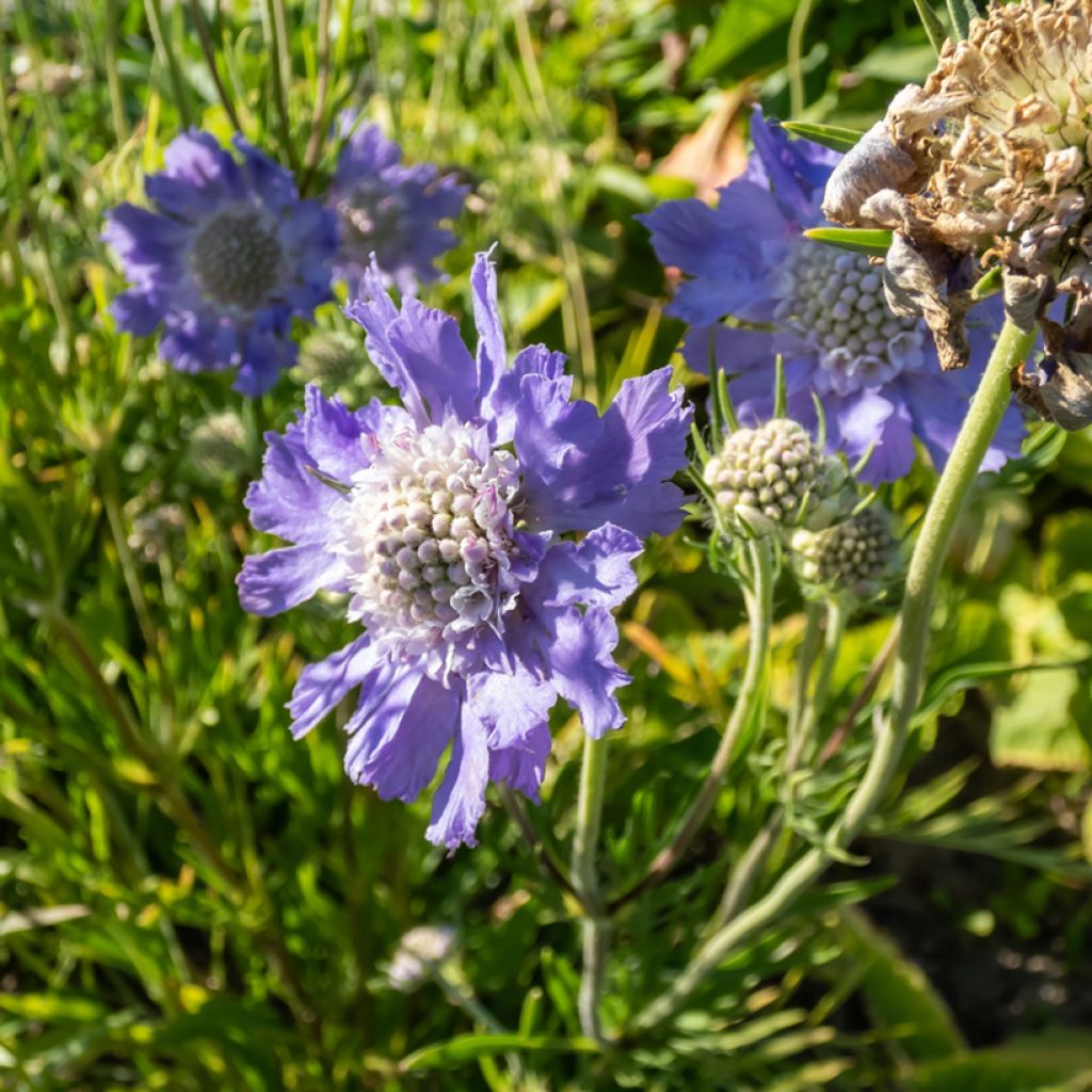 Scabiosa caucasica Perfecta - Escabiosa