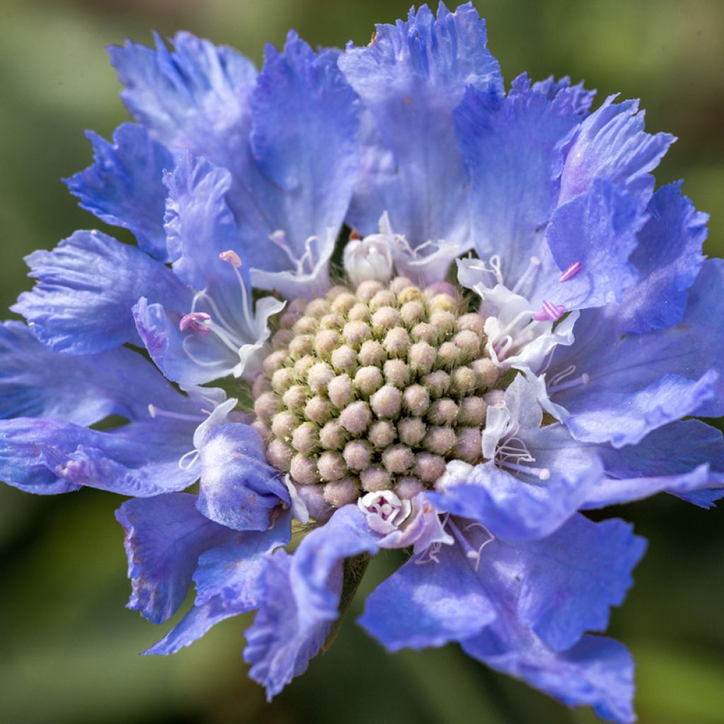 Scabiosa caucasica Perfecta - Escabiosa