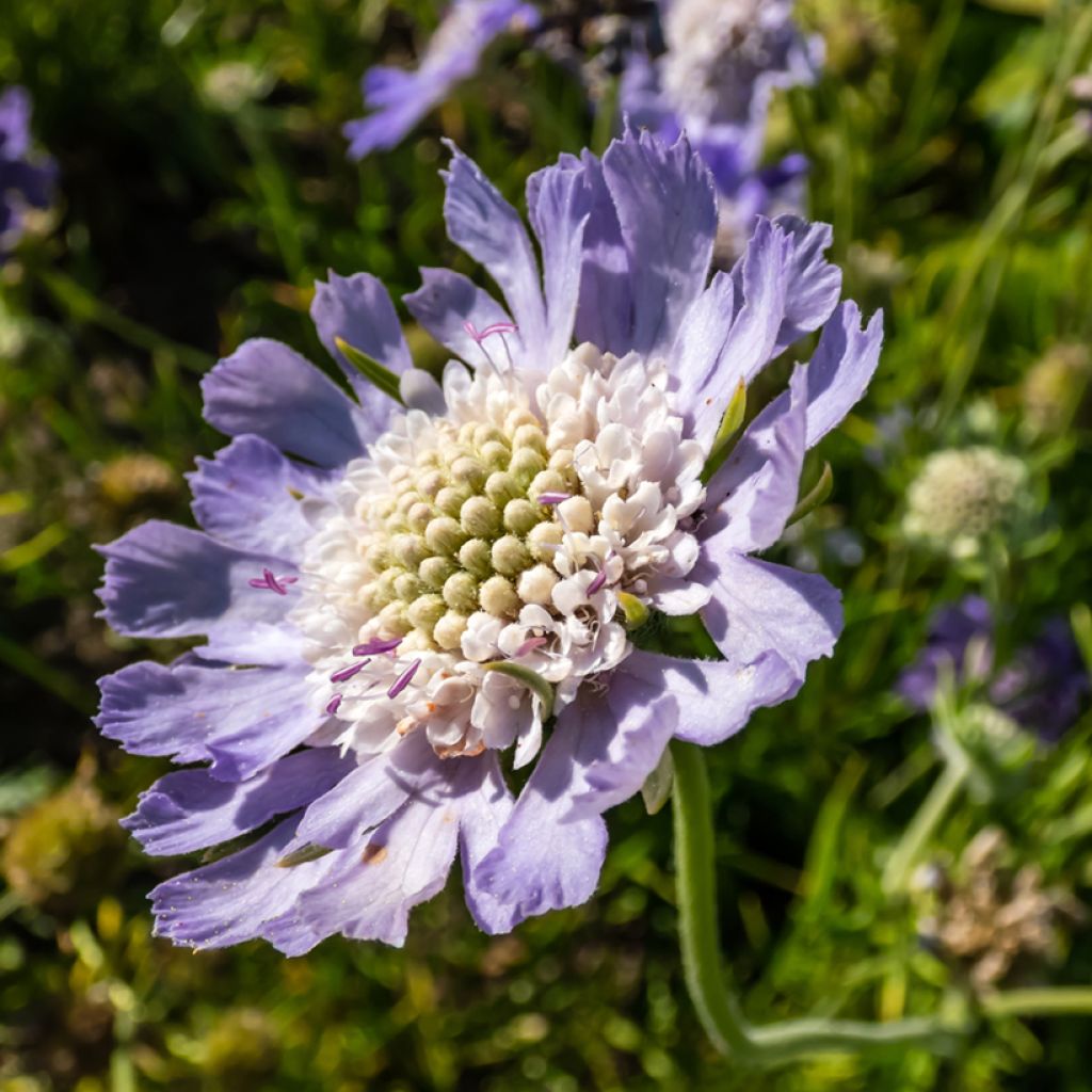 Scabiosa caucasica Perfecta - Escabiosa