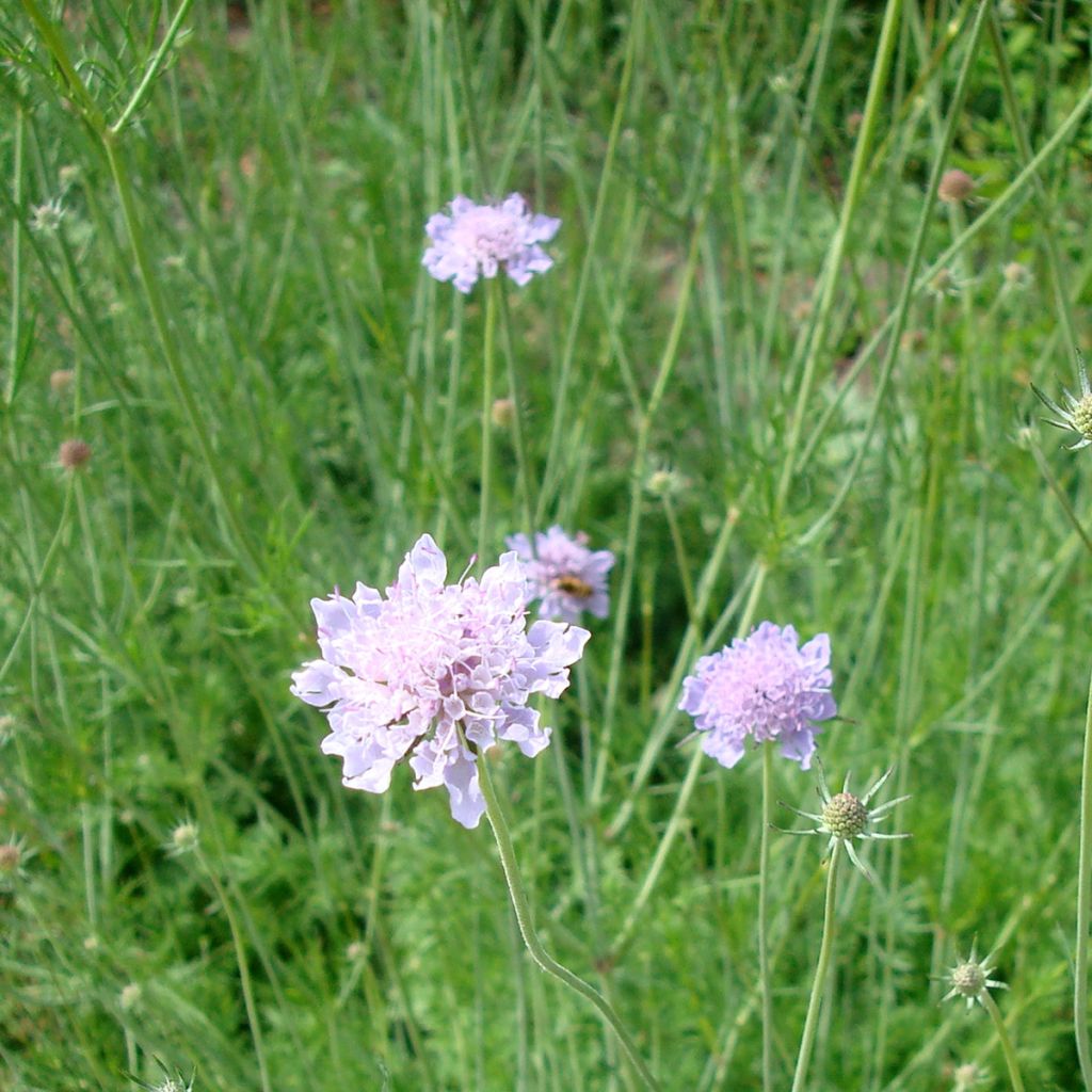 Scabiosa canescens