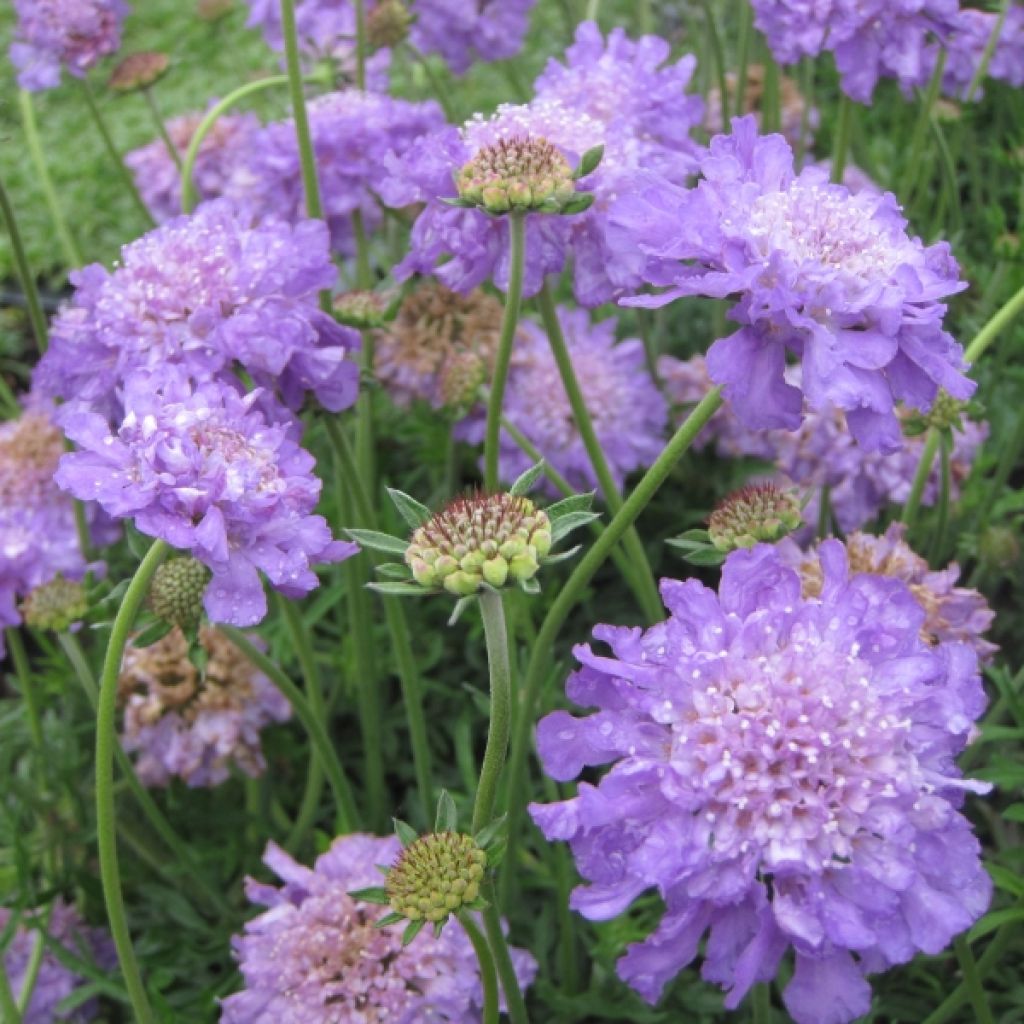 Scabiosa columbaria Butterfly Blue - Escabiosa