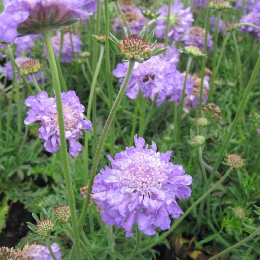 Scabiosa columbaria Butterfly Blue - Escabiosa