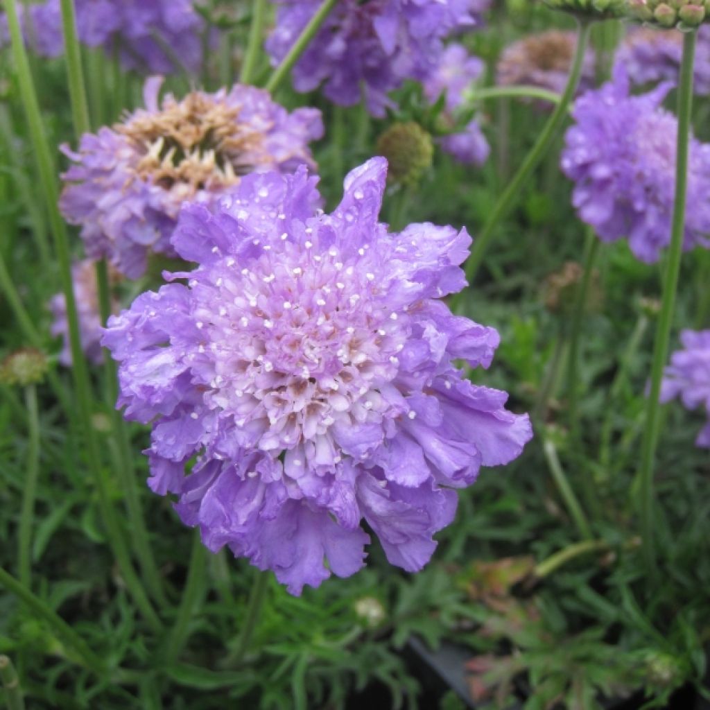 Scabiosa columbaria Butterfly Blue - Escabiosa