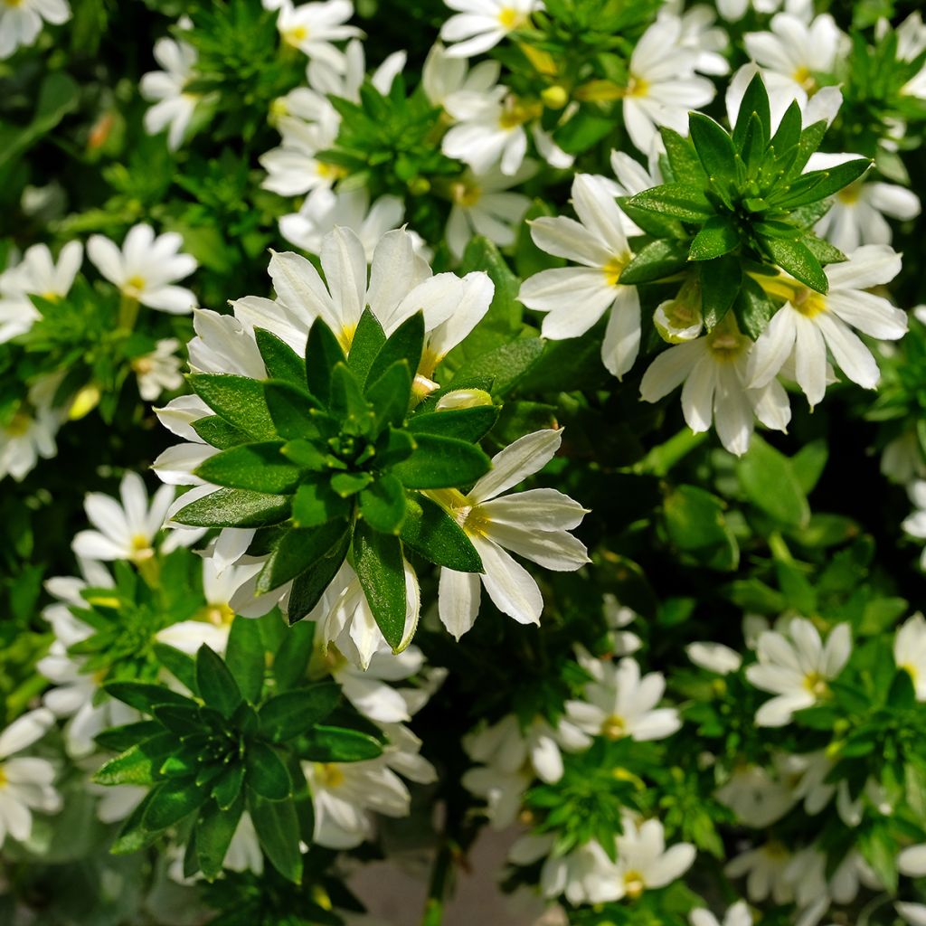 Scaevola aemula Surdiva Blanc