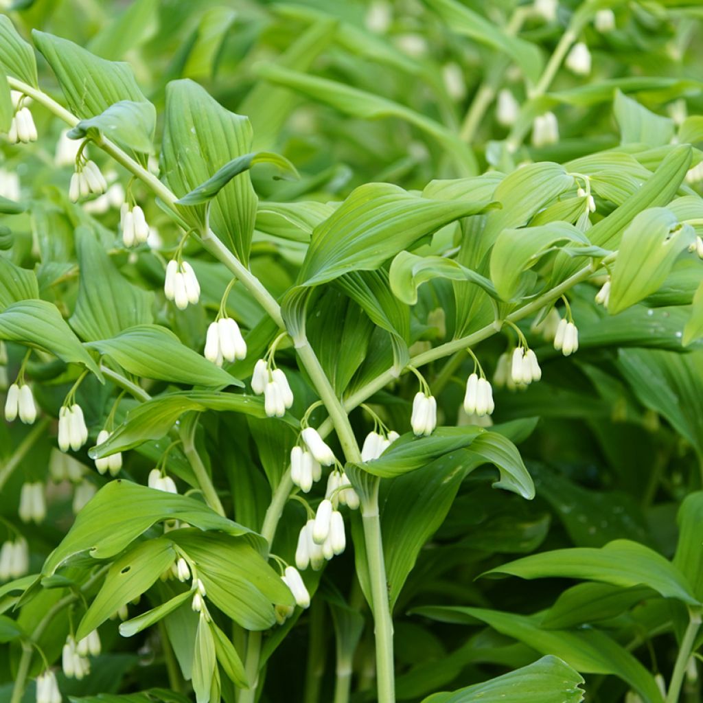 Polygonatum commutatum