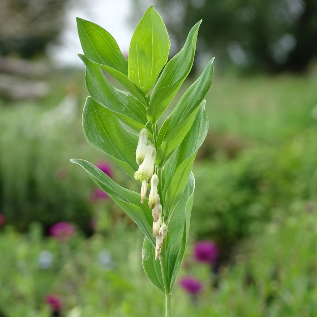 Polygonatum multiflorum - Sello de Salomón