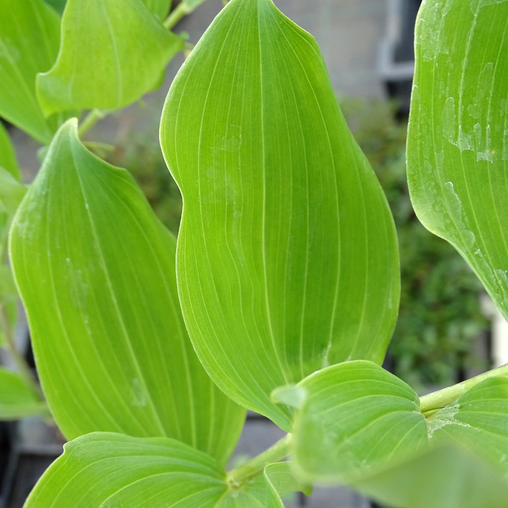 Polygonatum multiflorum - Sello de Salomón