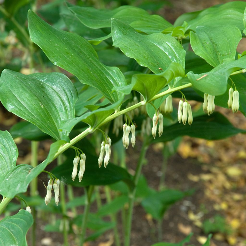 Polygonatum multiflorum - Sello de Salomón