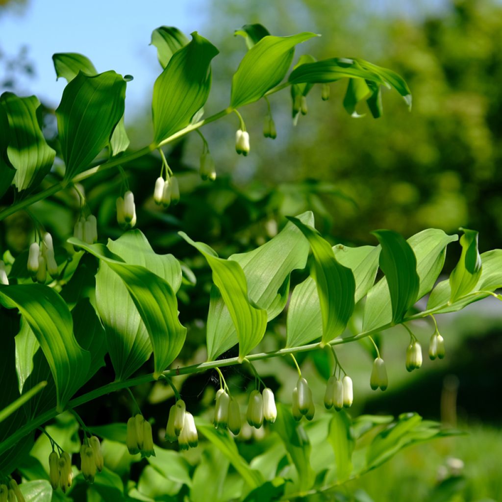 Polygonatum odoratum - Sello de Salomón