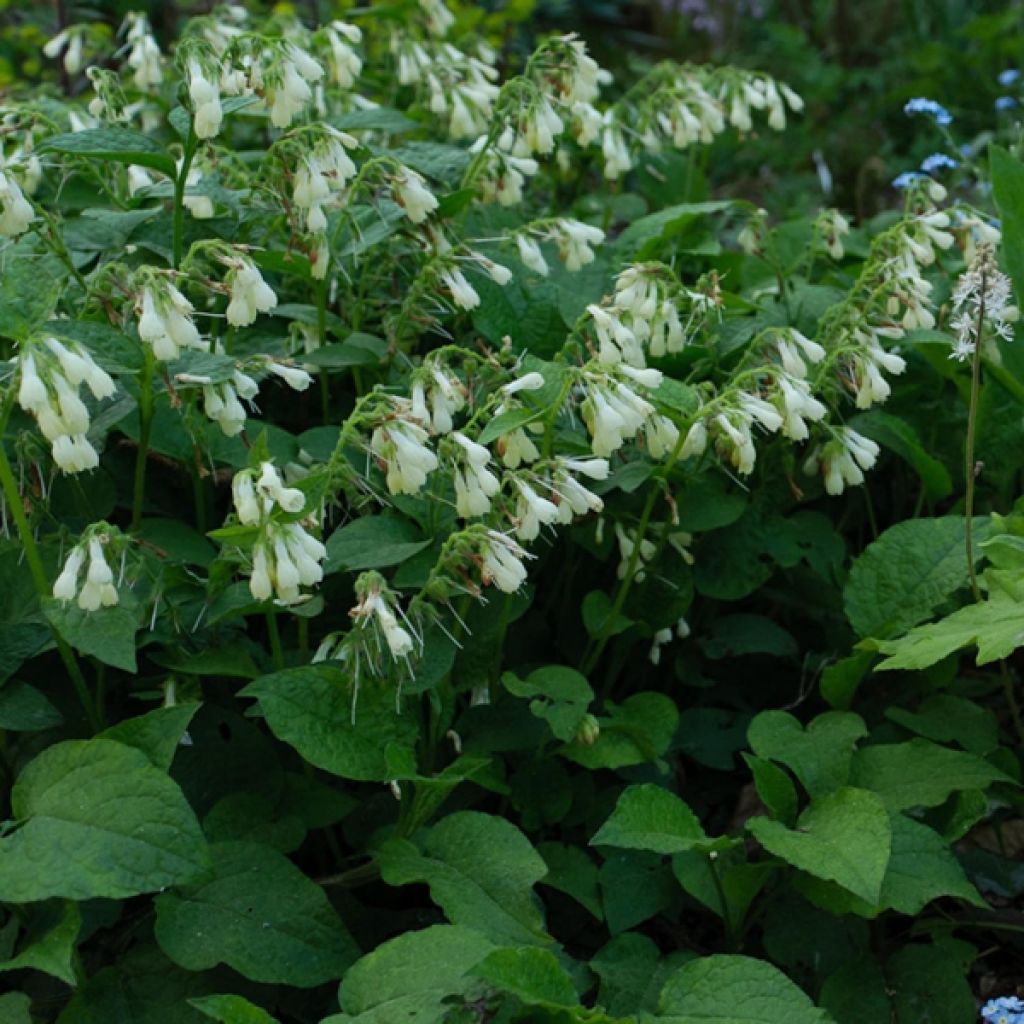 Consuelda - Symphytum grandiflorum