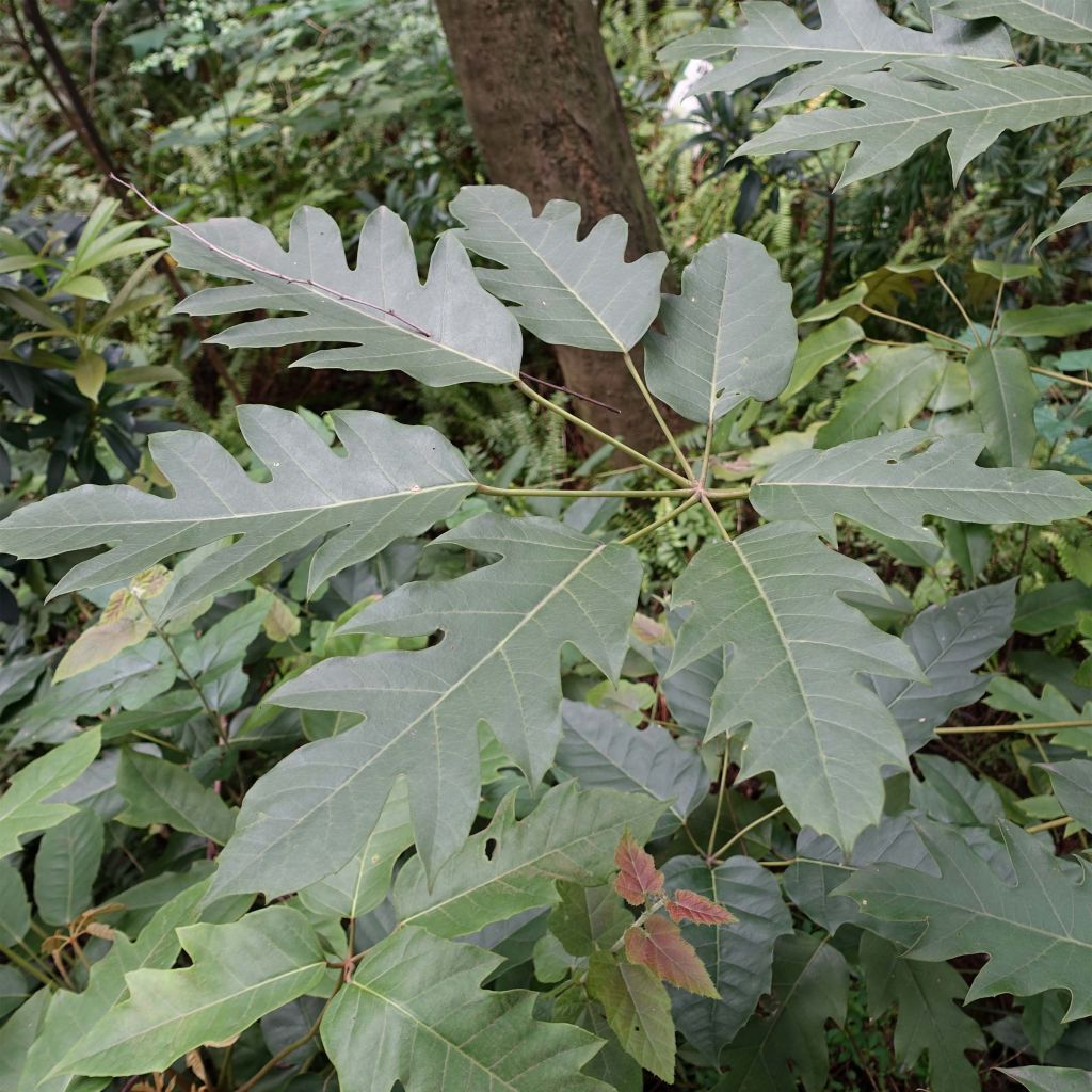 Schefflera delavayi