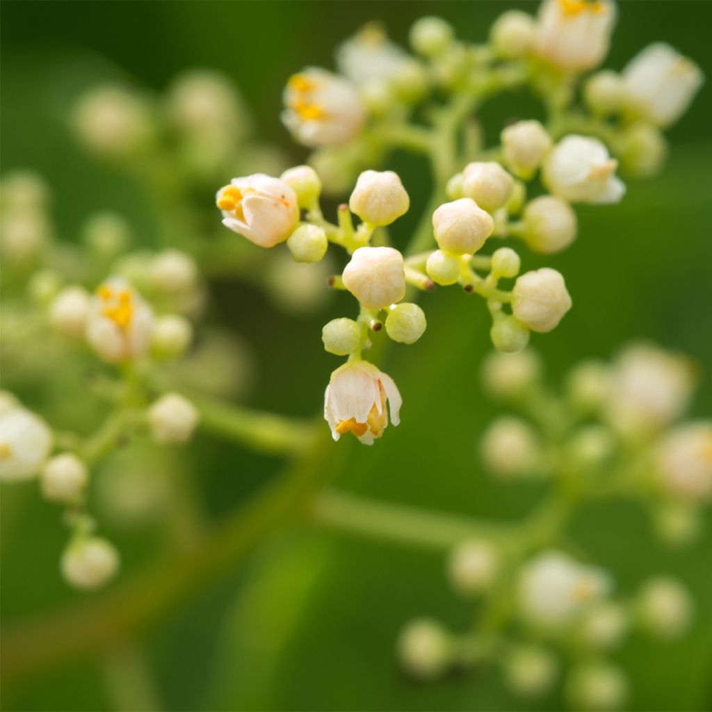 Schinus terebinthifolius - Faux-poivrier, Poivre rose