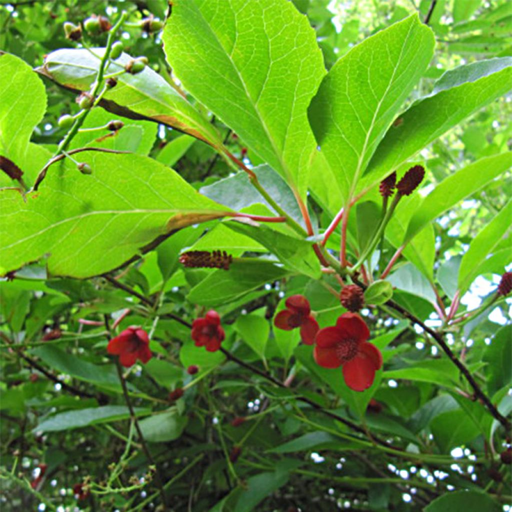 Schisandra chinensis - Baie aux 5 saveurs