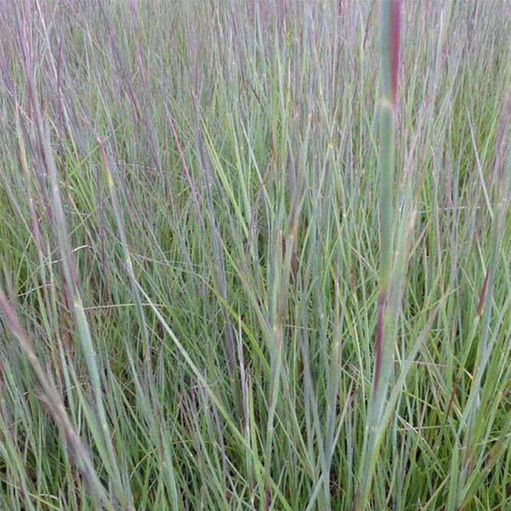 Schizachyrium scoparium Prairie Blues