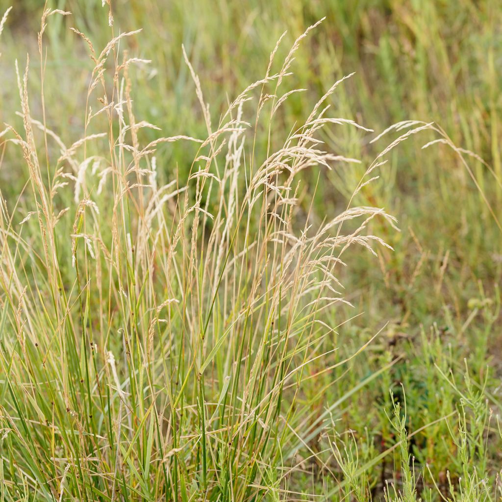 Schizachyrium scoparium Wild West - Andropogon, Herbe à balais