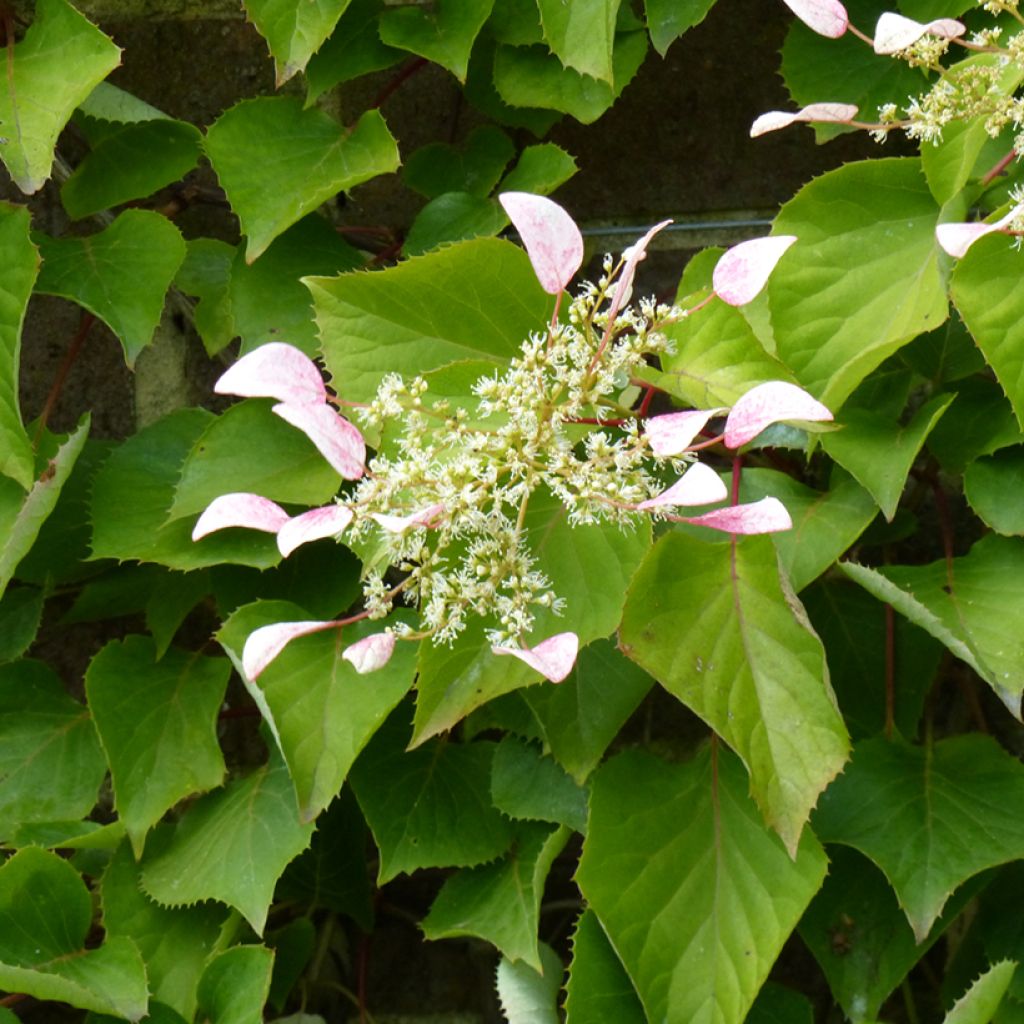 Schizophragma hydrangeoides