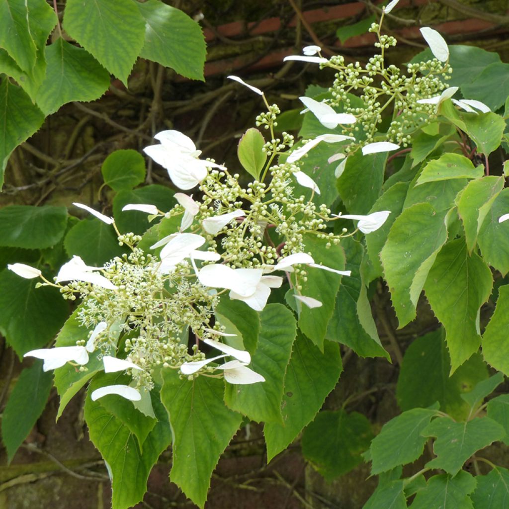 Schizophragma hydrangeoides