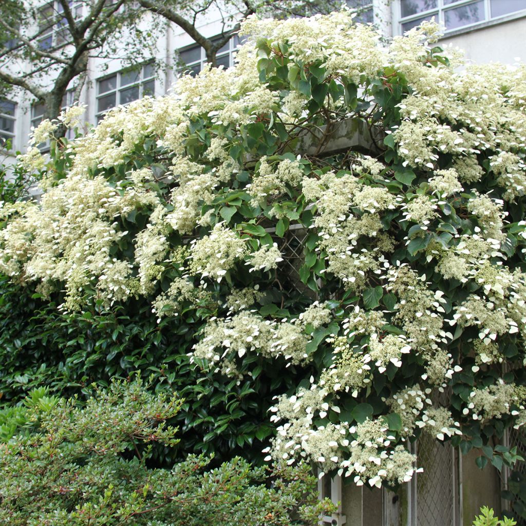 Schizophragma hydrangeoïdes Red Rhapsody MonLaBaHe