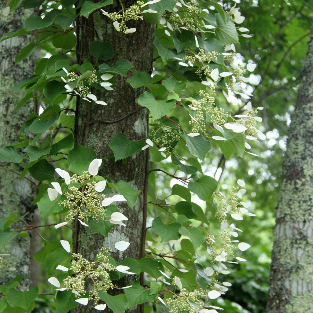 Schizophragma hydrangeoïdes Red Rhapsody MonLaBaHe