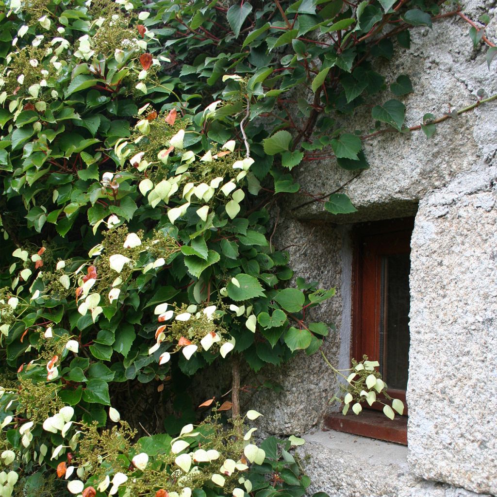 Schizophragma hydrangeoïdes Red Rhapsody MonLaBaHe