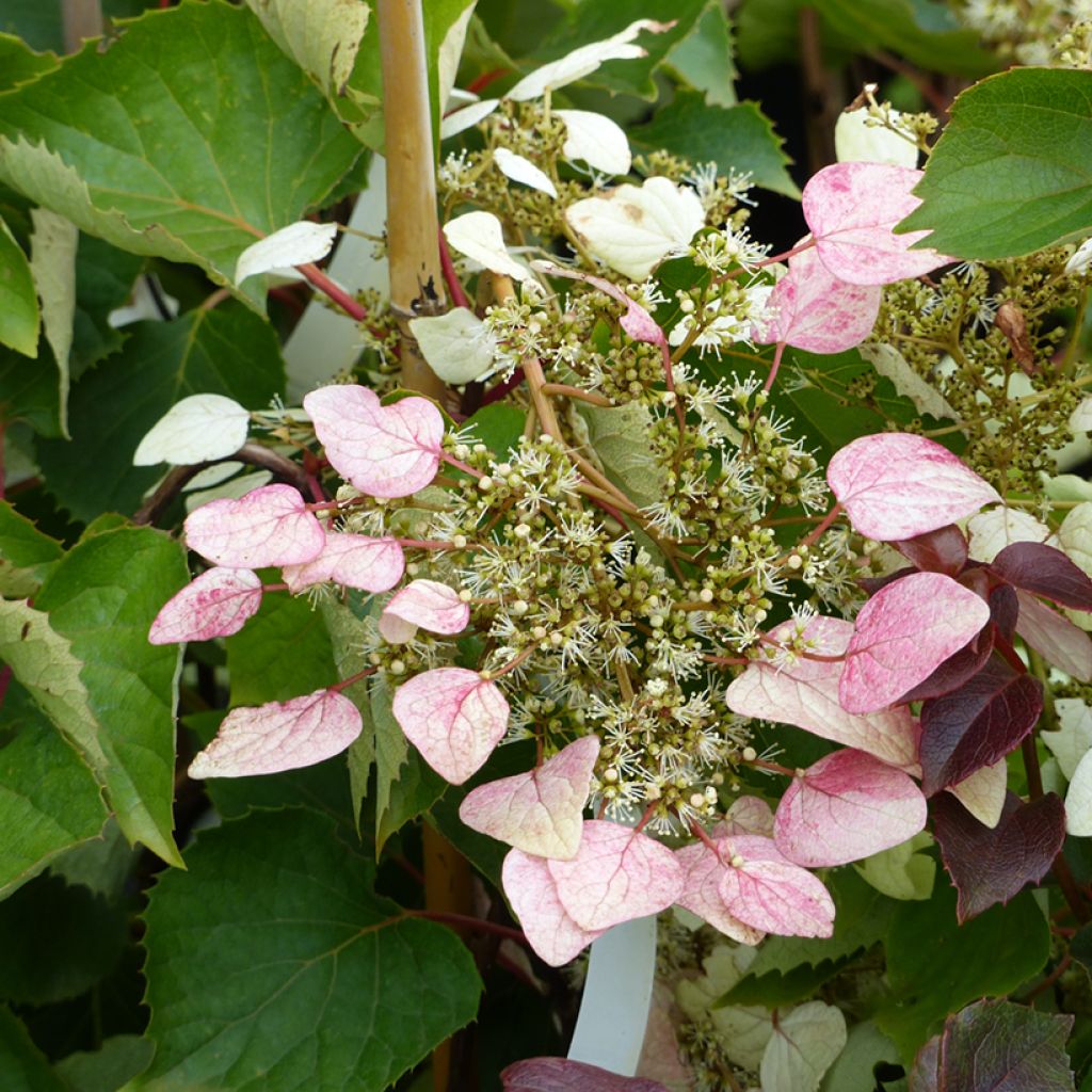 Schizophragma hydrangeoides Rose Sensation