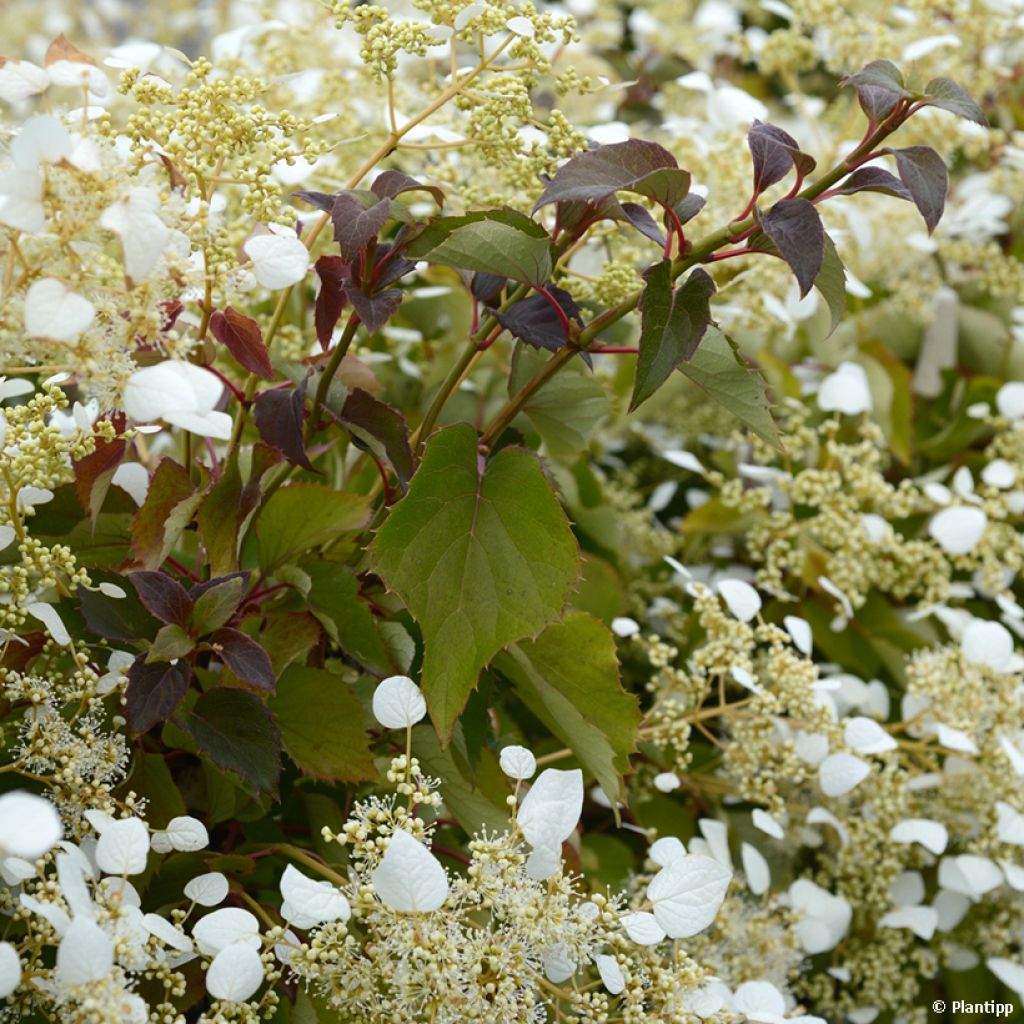 Schizophragma hydrangeoides Snow Sensation - Faux hortensia grimpant