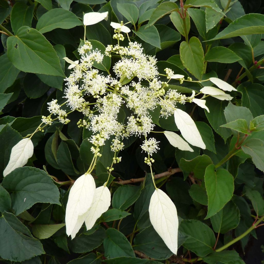 Schizophragma hydrangeoides Windmills